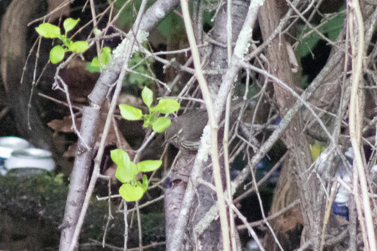 Northern Waterthrush - ML619038057