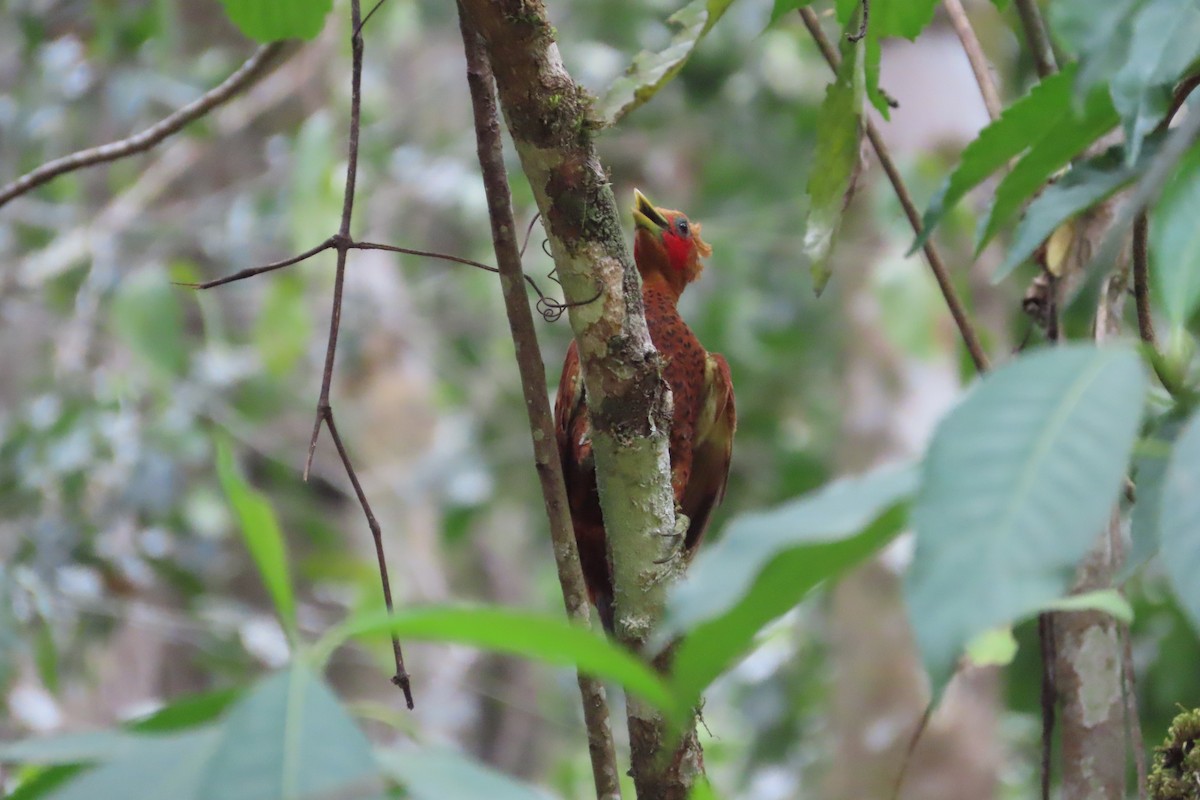 Chestnut-colored Woodpecker - David Brinkman