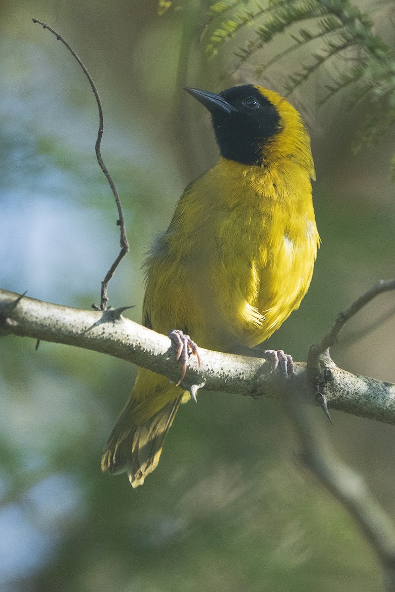 Slender-billed Weaver - Joseph Walston