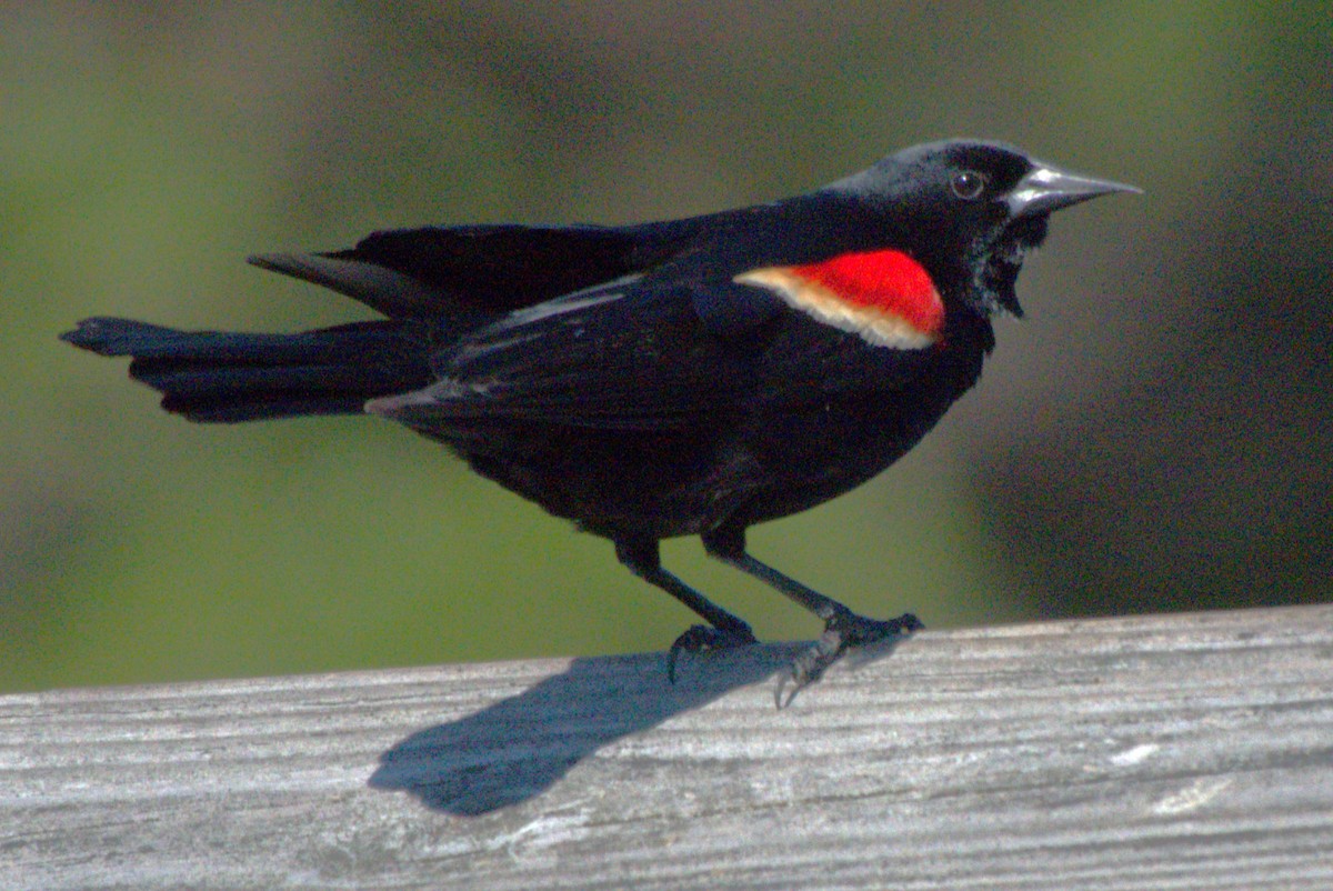 Red-winged Blackbird - Mary Alice HAYWARD