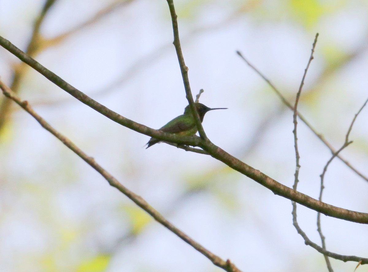 Ruby-throated Hummingbird - Mike Mencotti