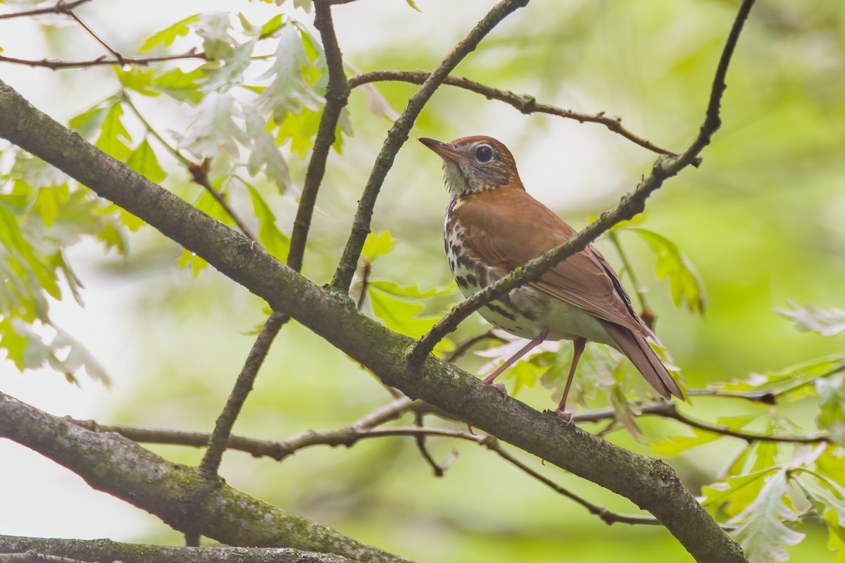 Wood Thrush - ML619038119