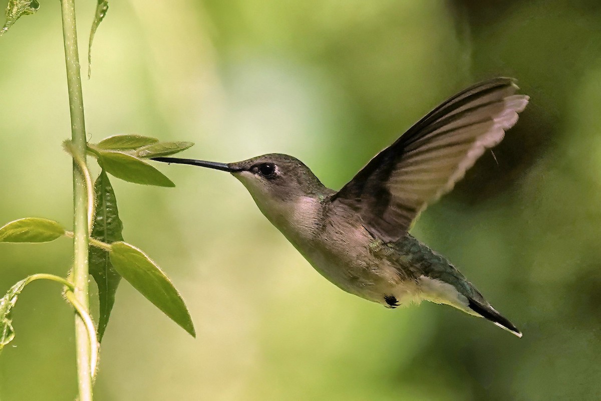 Ruby-throated Hummingbird - Alan Mitchnick