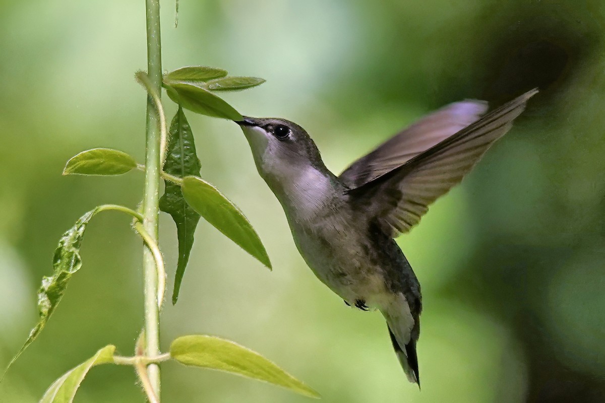 Ruby-throated Hummingbird - Alan Mitchnick
