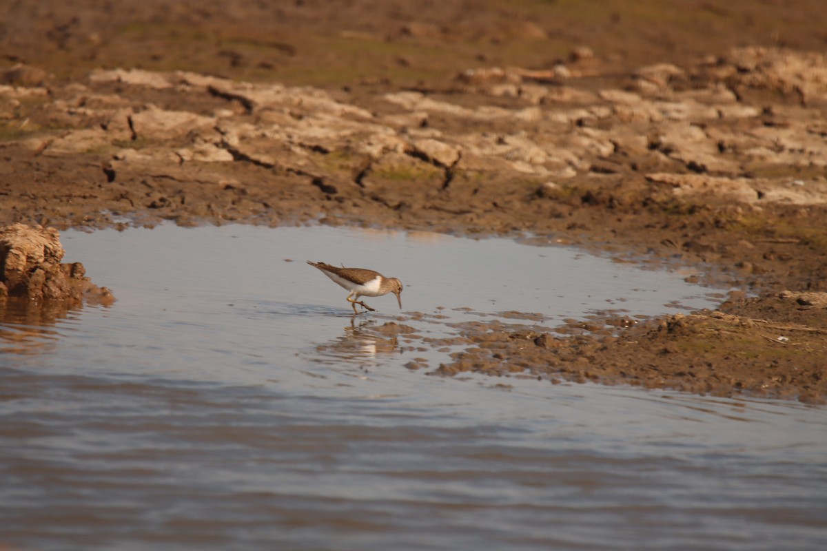 Common Sandpiper - ML619038160