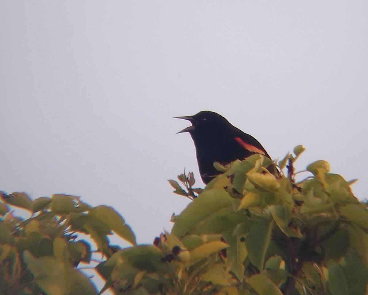 Red-winged Blackbird - Rachel Pon