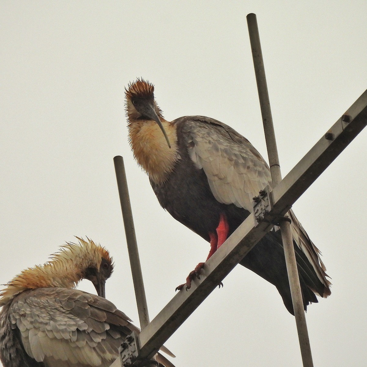 Buff-necked Ibis - ML619038188