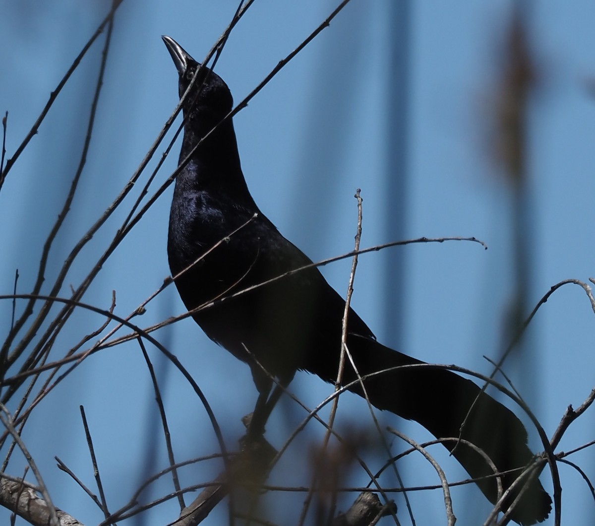 Great-tailed Grackle - ML619038189