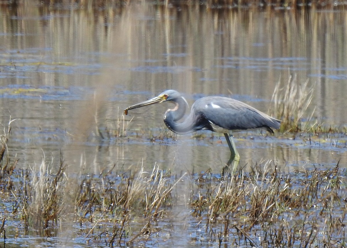 Tricolored Heron - Betsy McCully