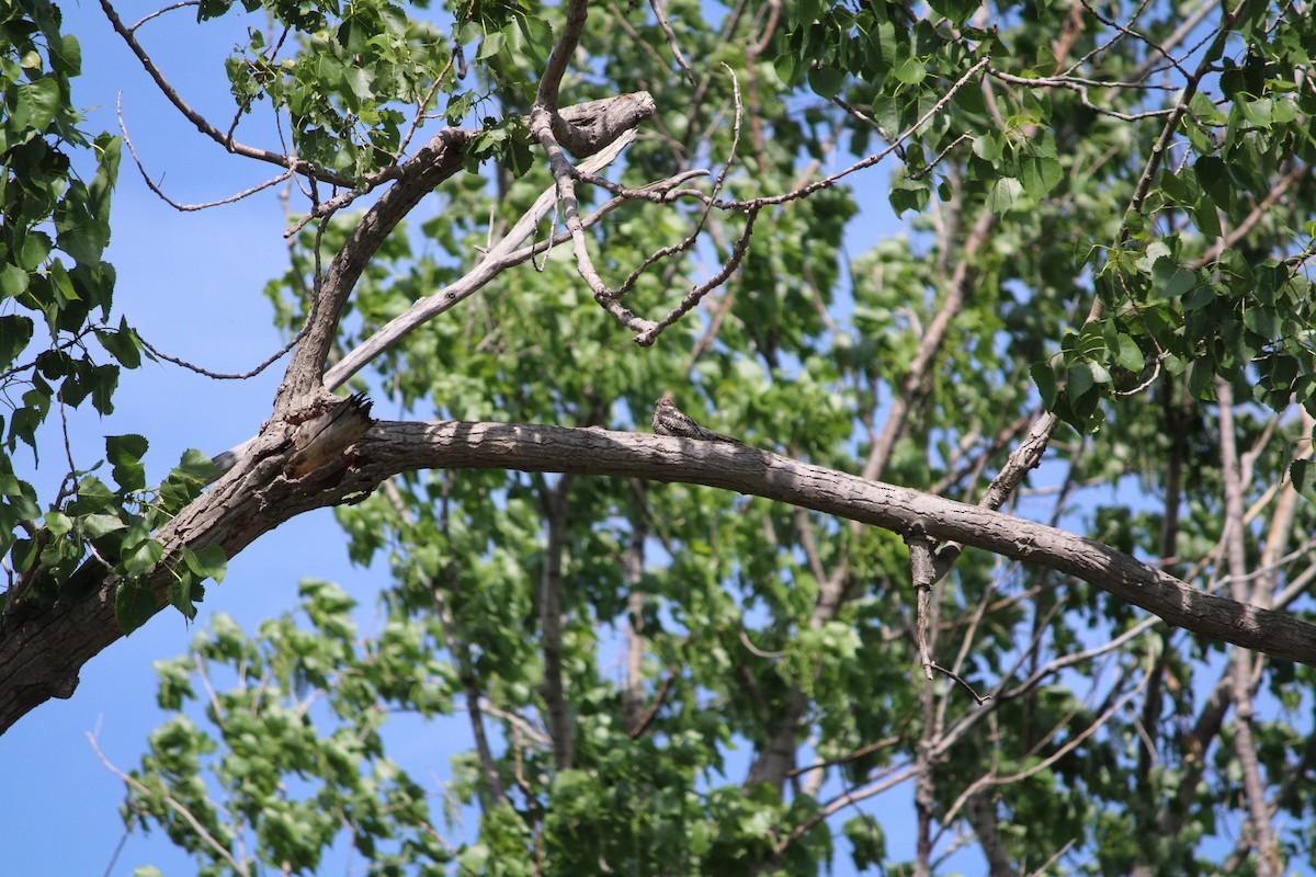 Common Nighthawk - Max Horak