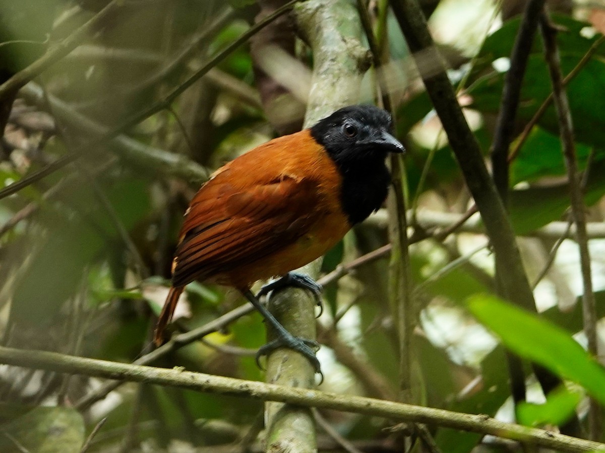 White-shouldered Antbird - ML619038247