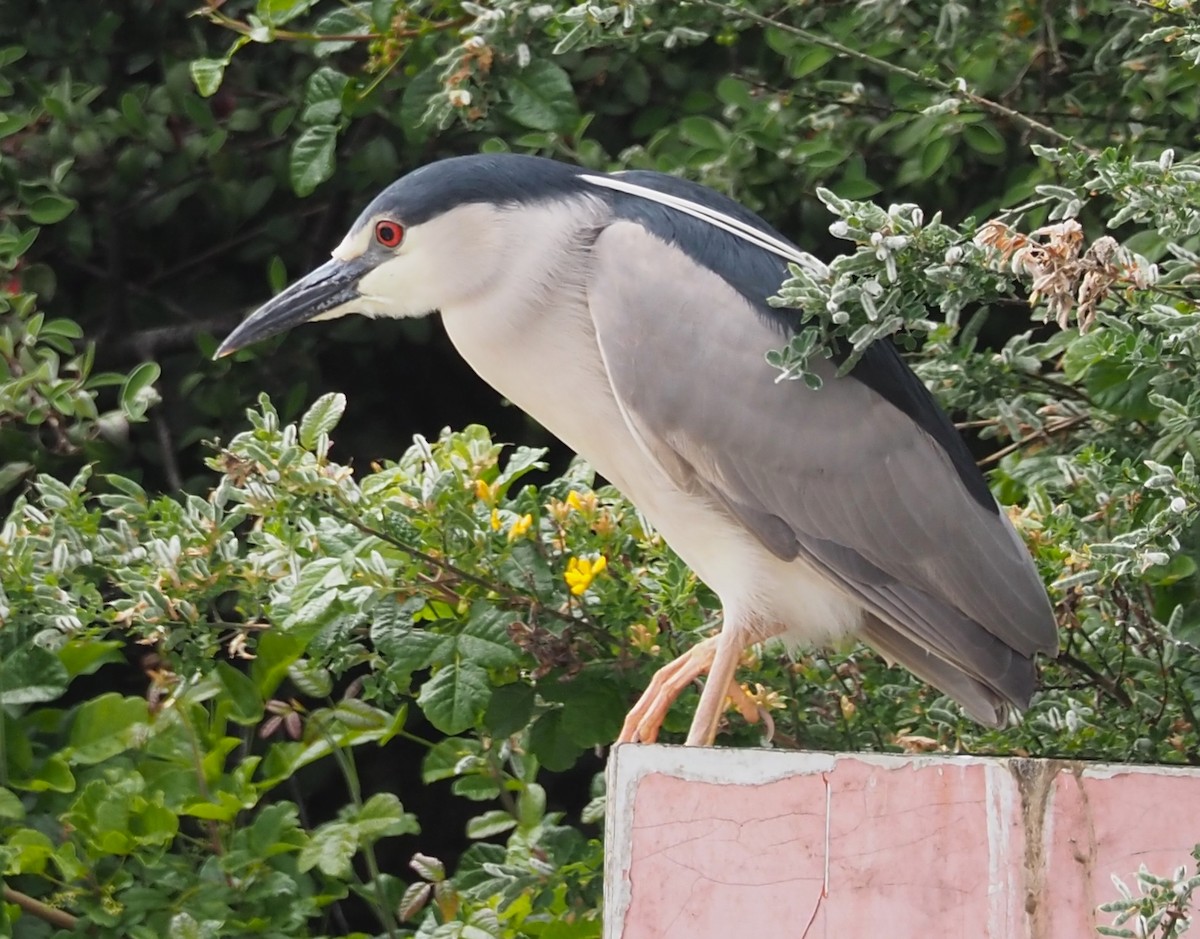 Black-crowned Night Heron - Maria Borges