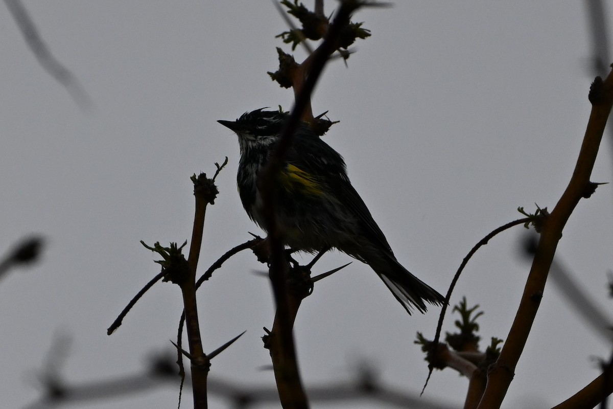 Yellow-rumped Warbler (Myrtle) - S J