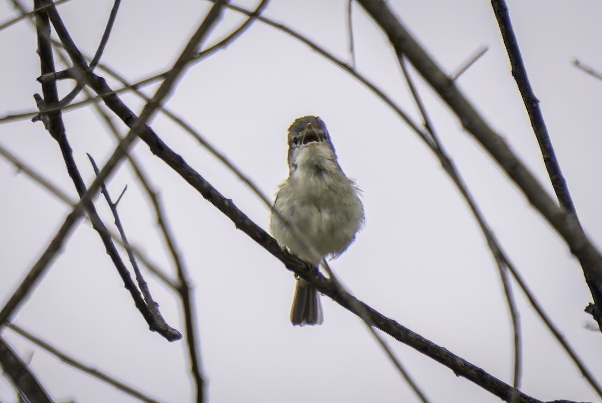 Bell's Vireo (Least) - ML619038289