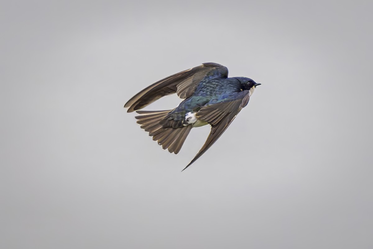 Tree Swallow - Gordon Norman