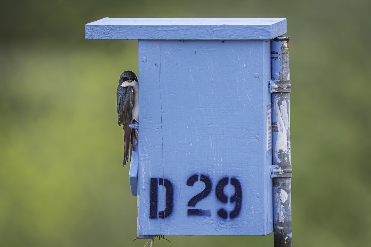 Tree Swallow - Gordon Norman