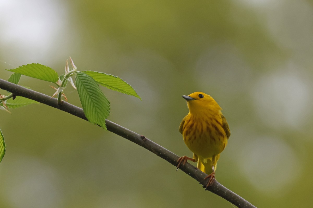 Yellow Warbler (Northern) - Larry Therrien