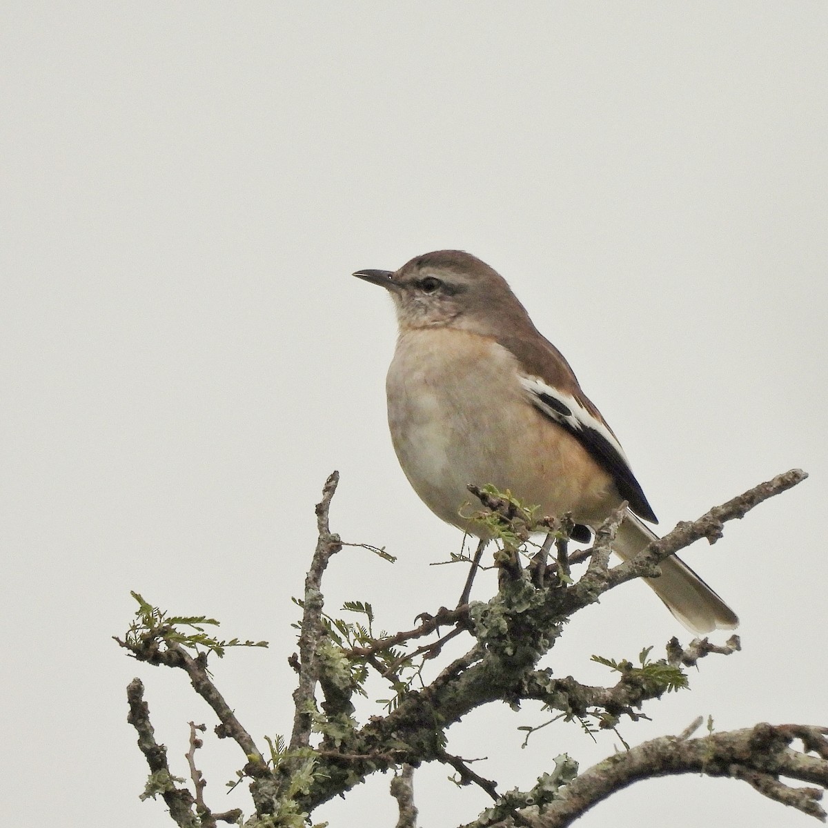 White-banded Mockingbird - Pablo Bruni