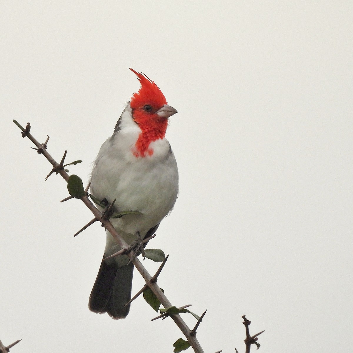 Red-crested Cardinal - Pablo Bruni
