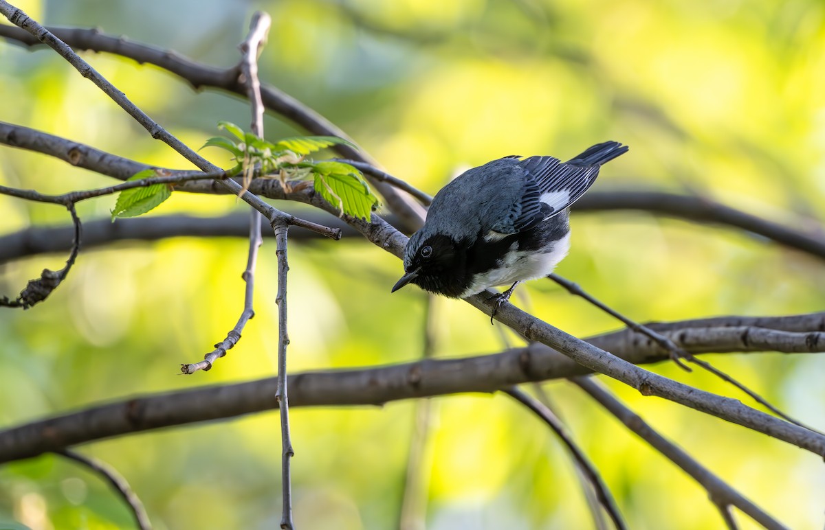 Black-throated Blue Warbler - ML619038358