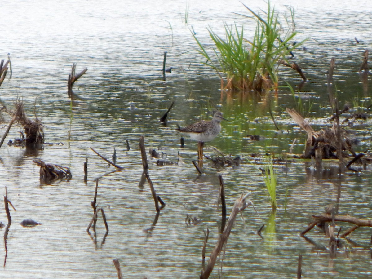 Greater Yellowlegs - ML619038365