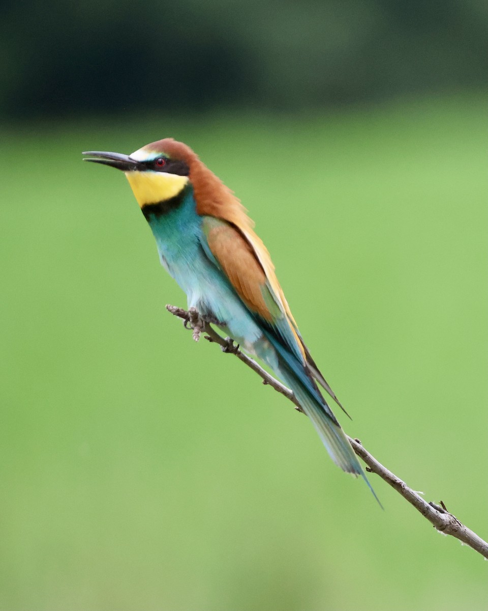 European Bee-eater - Sam Shaw