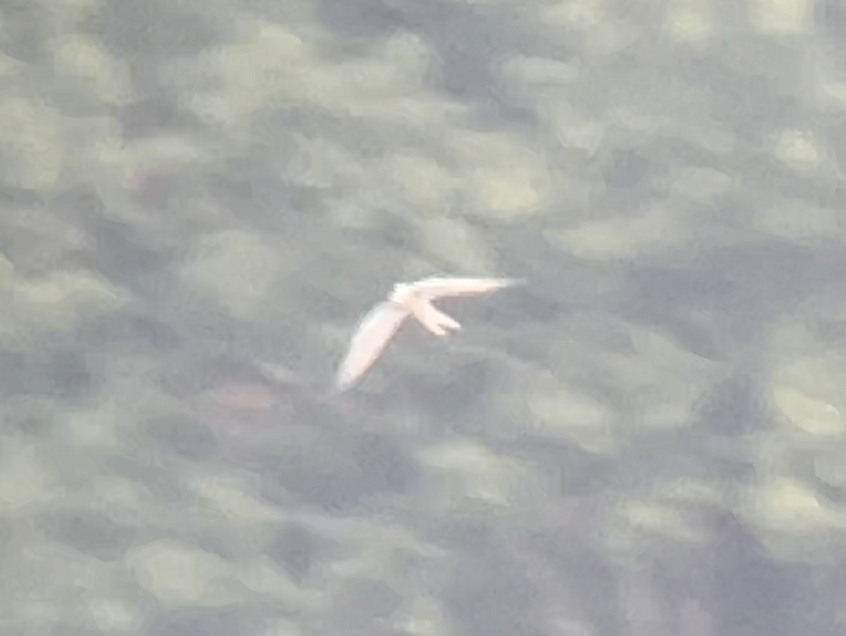 Forster's Tern - ML619038385