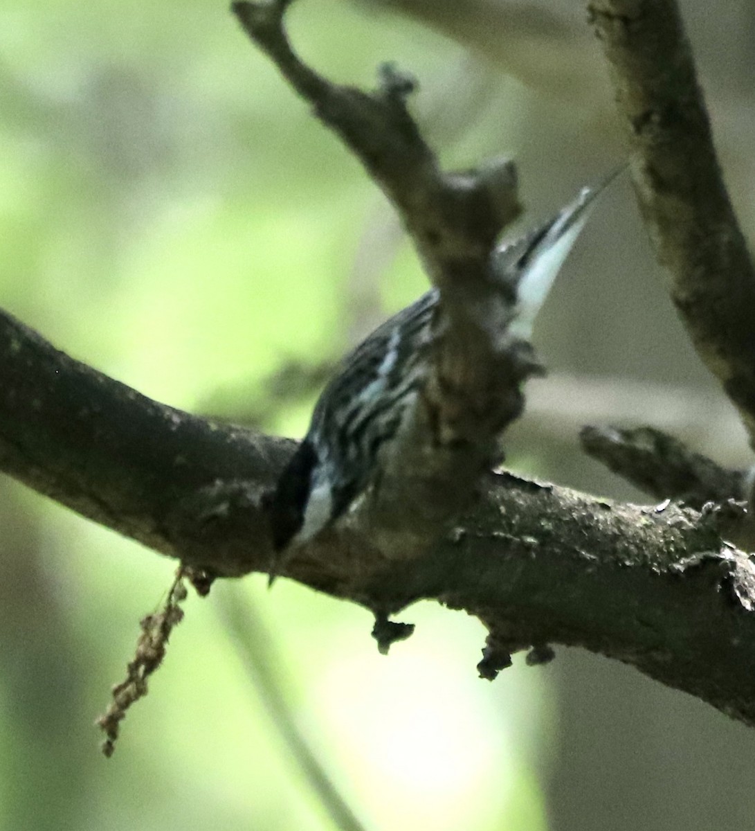 Blackpoll Warbler - Lenore Charnigo