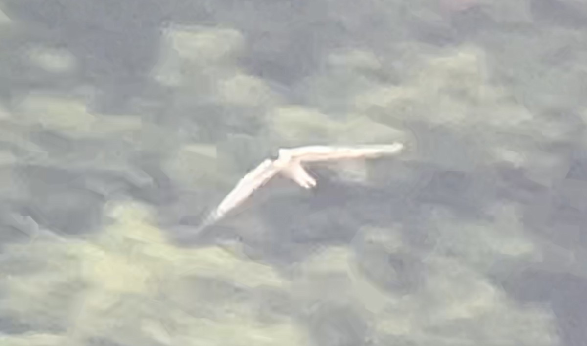 Forster's Tern - Mark McShane