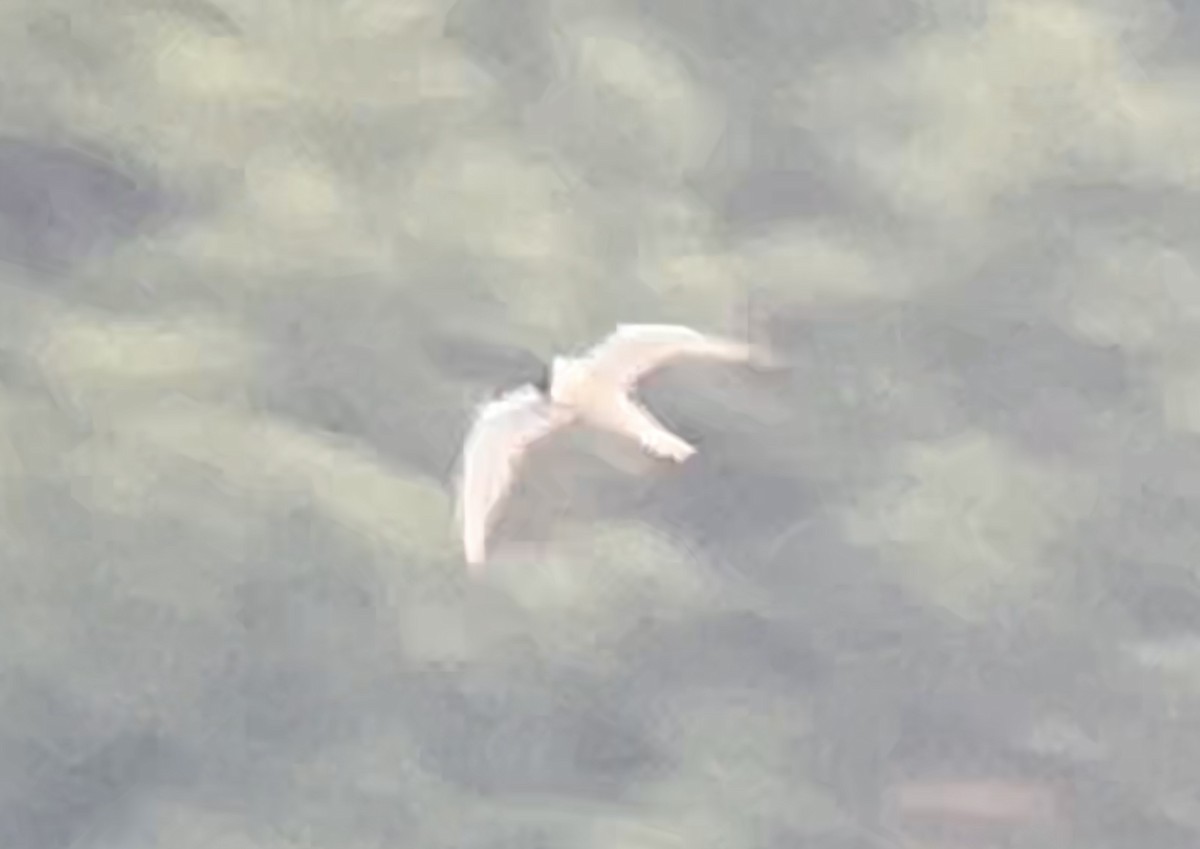 Forster's Tern - ML619038419