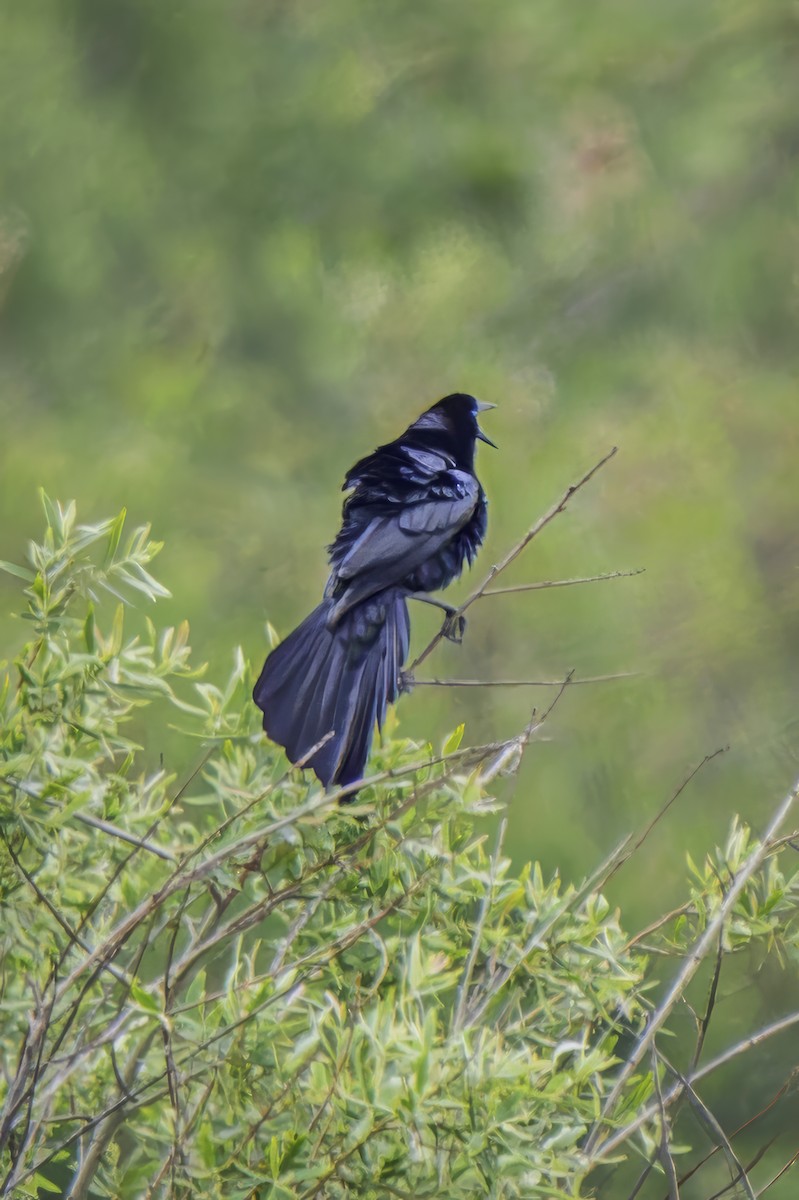 Great-tailed Grackle - Gordon Norman