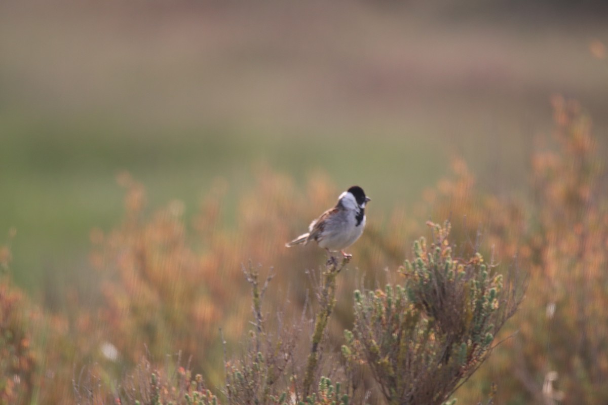 Reed Bunting - Nisha M