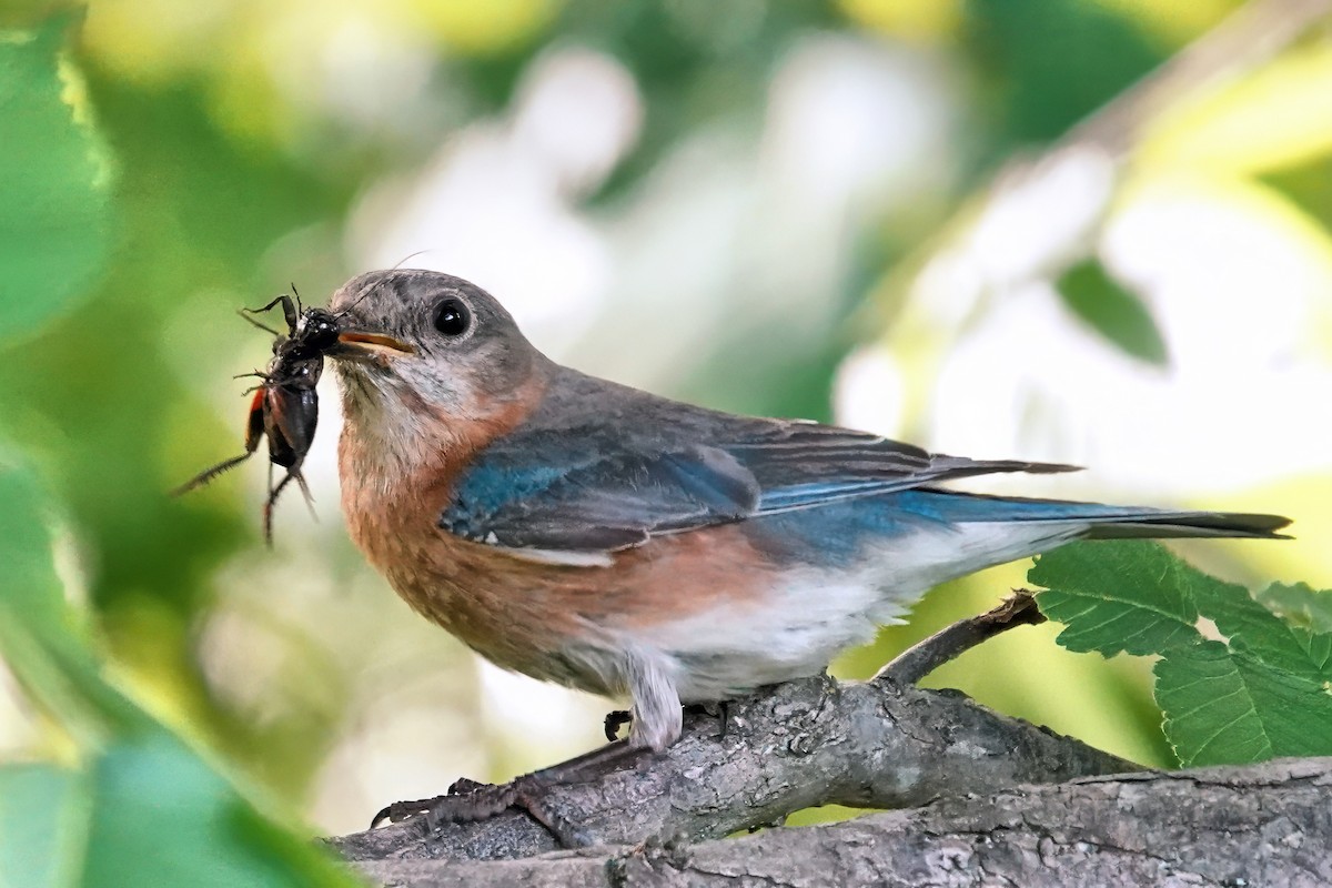 Eastern Bluebird - Alan Mitchnick