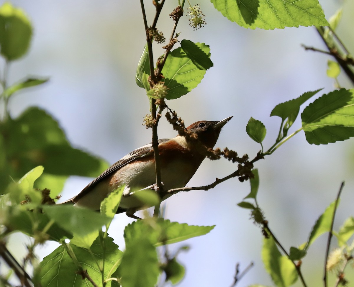 Bay-breasted Warbler - Lenore Charnigo