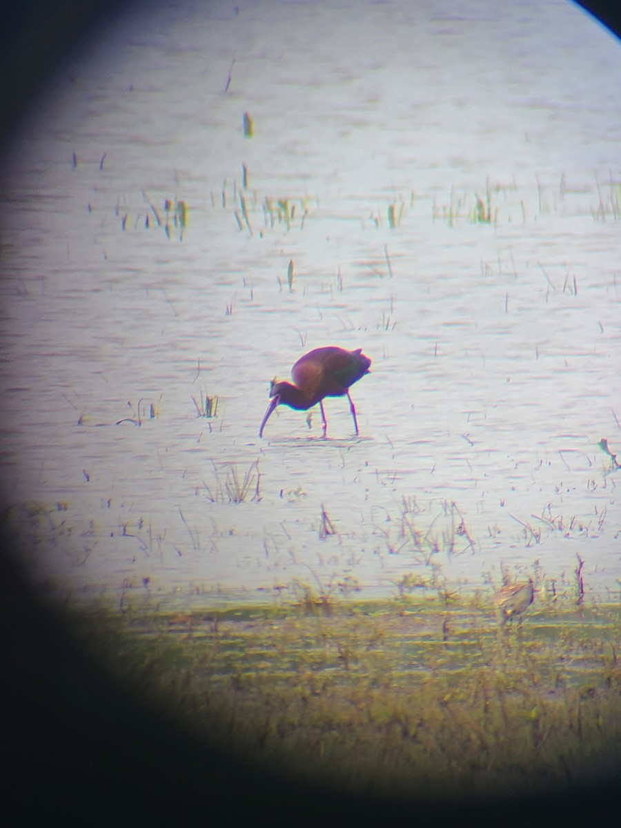 White-faced Ibis - ML619038535