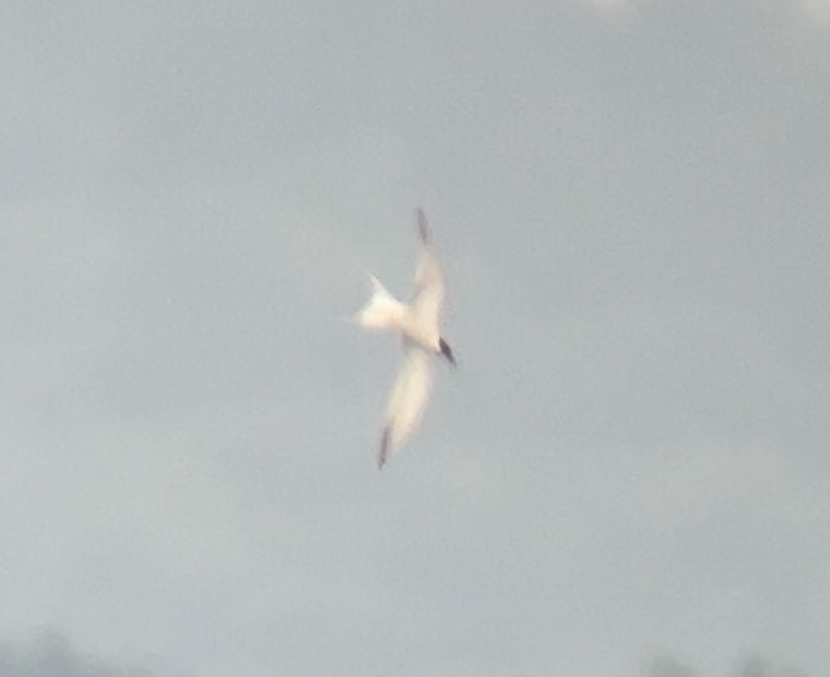 tern sp. - ML619038565