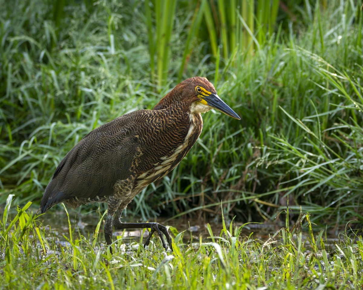 Rufescent Tiger-Heron - Caio Osoegawa