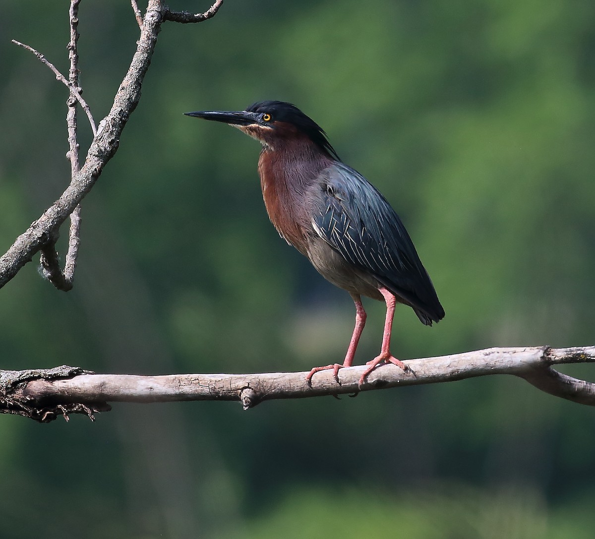 Green Heron - ML619038588