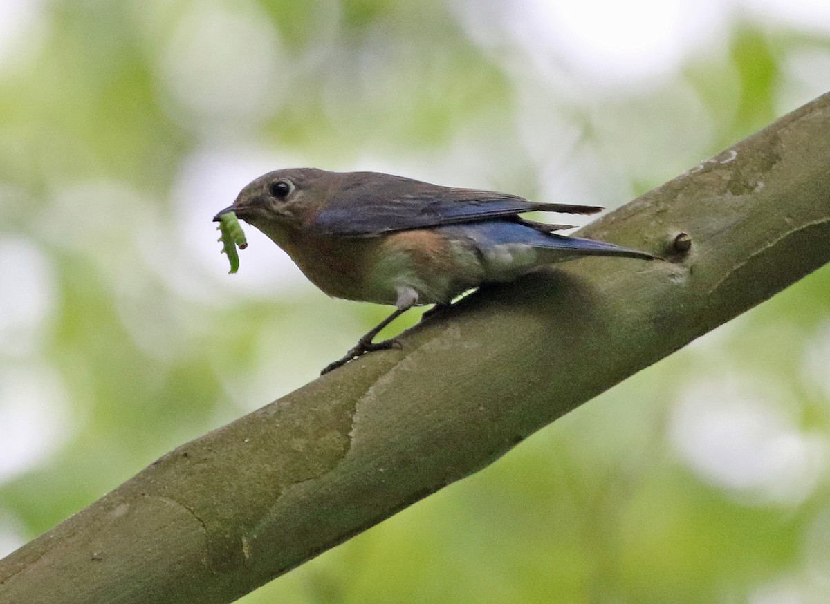 Eastern Bluebird - William Parkin