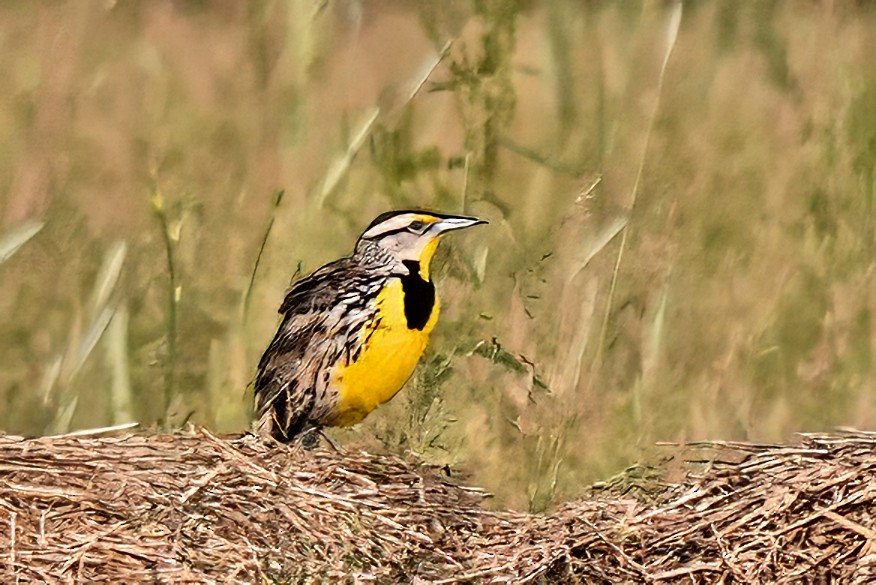 Eastern Meadowlark - ML619038607