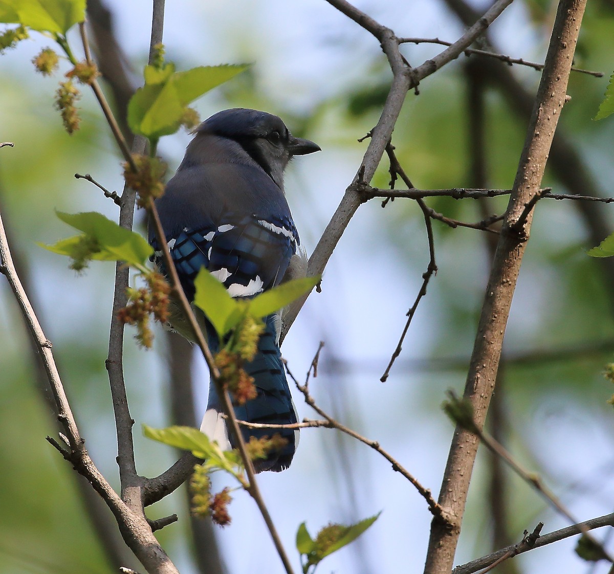 Blue Jay - Wolfgang Oesterreich