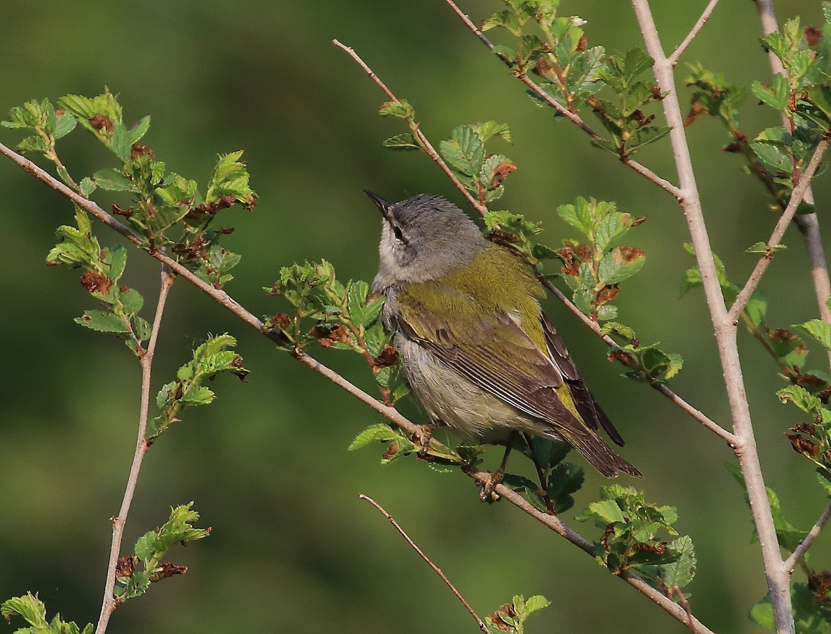 Tennessee Warbler - ML619038681