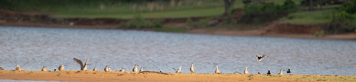 Whimbrel - ML619038702