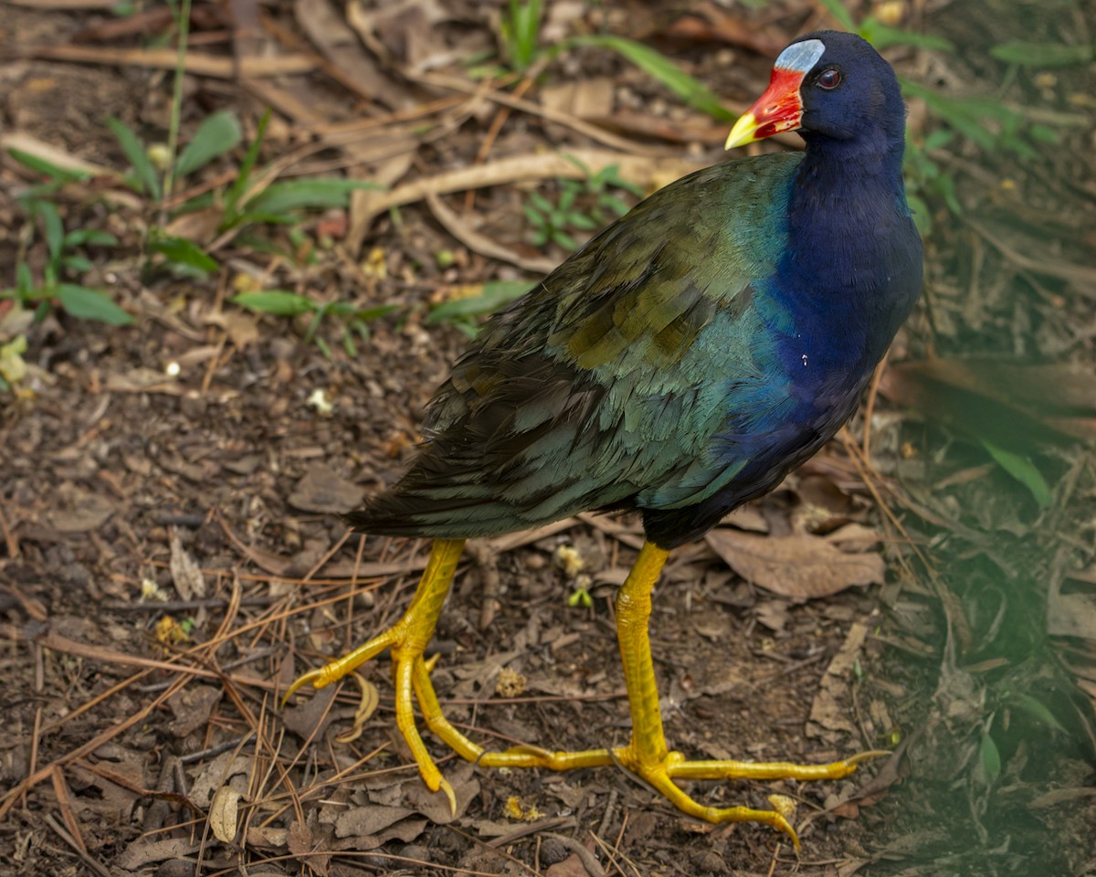 Purple Gallinule - ML619038707