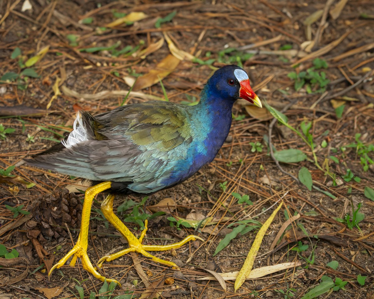 Purple Gallinule - ML619038708