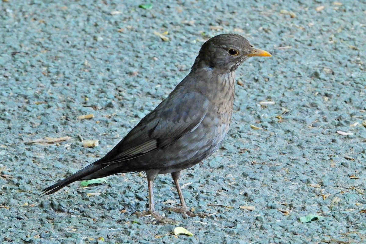 Eurasian Blackbird - ML619038732