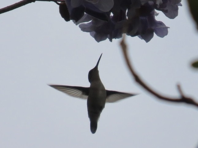 Ruby-throated Hummingbird - Enrico Leonardi