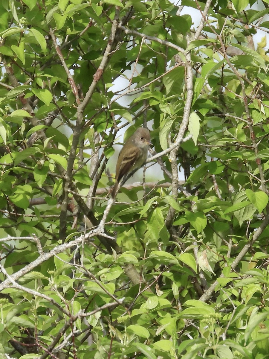 Willow Flycatcher - ML619038743