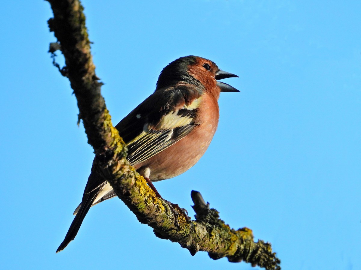 Common Chaffinch - Jana Vlková