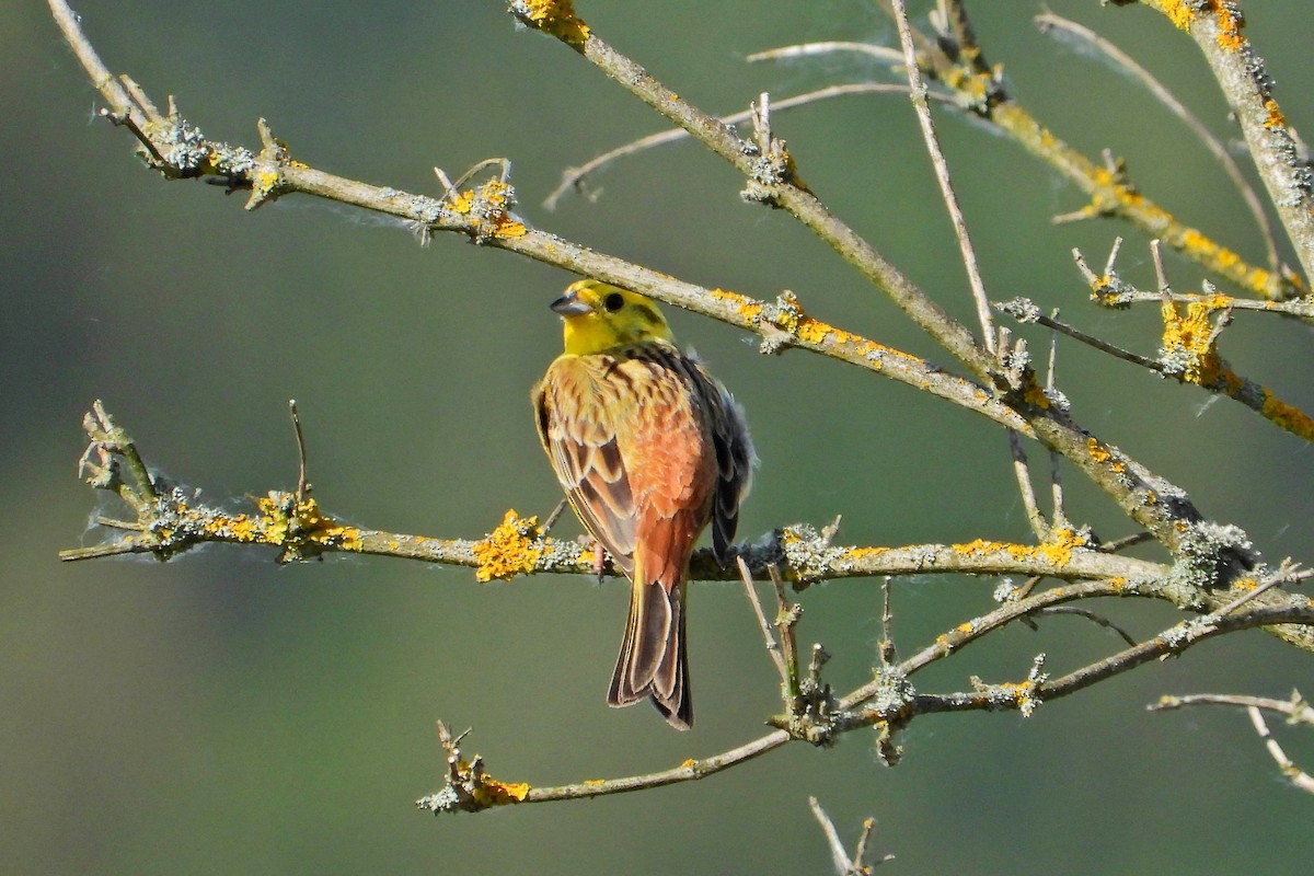 Yellowhammer - ML619038762